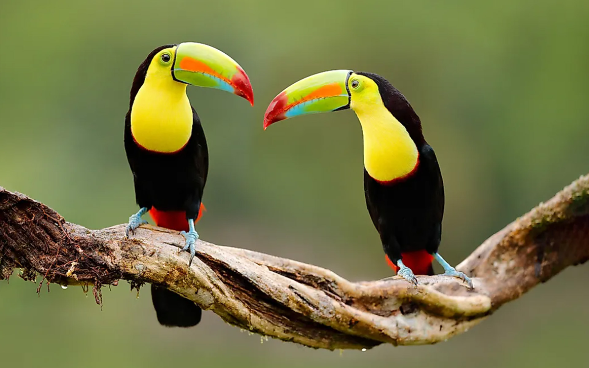 Two toucans sitting on a branch.